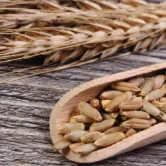 Kłos żyta i ziarna w drewnianej łyżce. Czy mąka żytnia ma gluten? Tak, zawiera go, choć mniej niż pszenna.