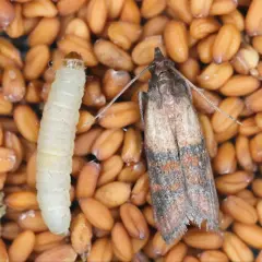 Mole w mące? Pozbądź się ich raz na zawsze! Skuteczny poradnik