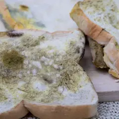 Pleśń pokrywa kromki chleba. Czy stary chleb wrzucamy do bio? Tak, jeśli jest spleśniały, to dobry pomysł na kompost.