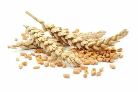 Czy mąka orkiszowa jest bez glutenu? Sprawdź, co musisz wiedzieć