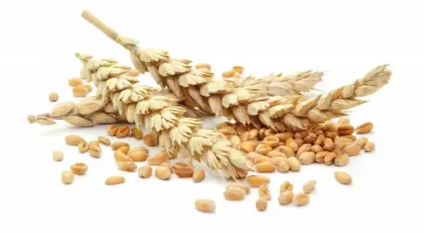 Czy mąka orkiszowa jest bez glutenu? Sprawdź, co musisz wiedzieć