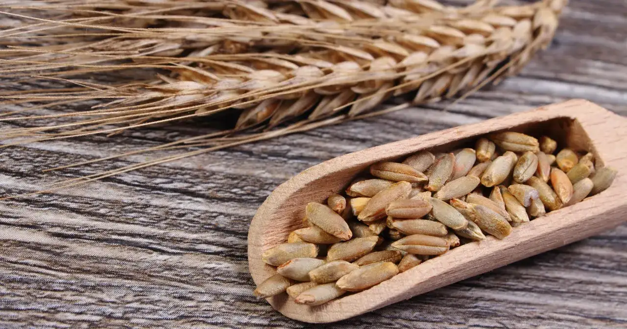 Mąka żytnia a gluten: Czy jest bezpieczna dla celiaków?