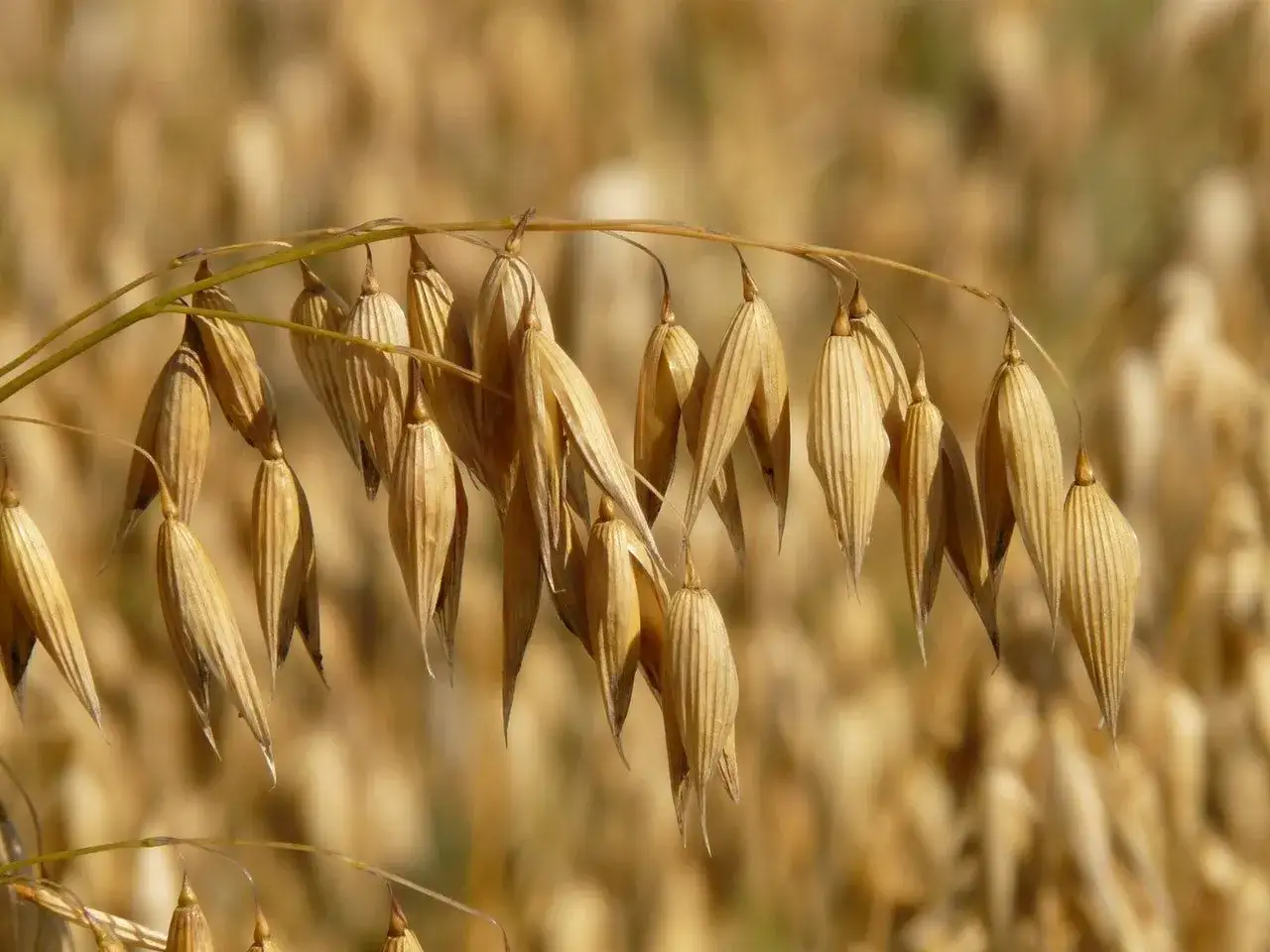 Zanieczyszczenie krzyżowe zbóż glutenem