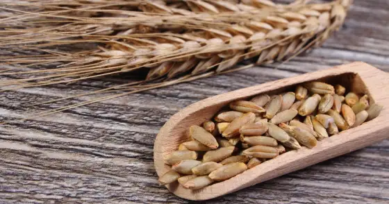 Mąka żytnia a gluten: Czy jest bezpieczna dla celiaków?