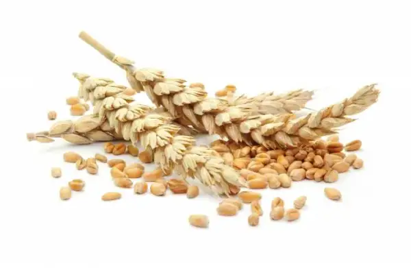 Czy mąka orkiszowa jest bez glutenu? Sprawdź, co musisz wiedzieć